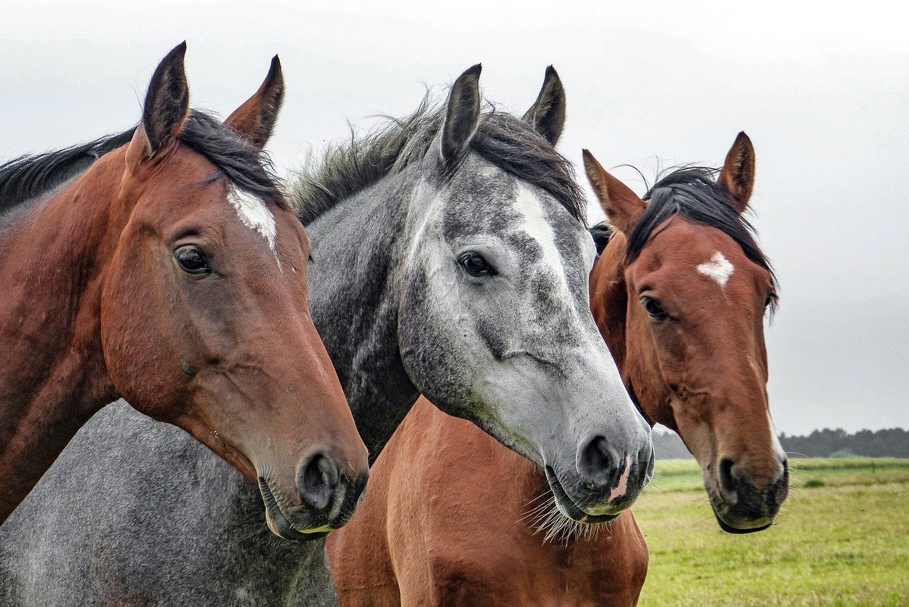 What Are the Most Prominent Horseracing Events in the UK?