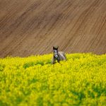 Horseracing in the UK: History and Facts
