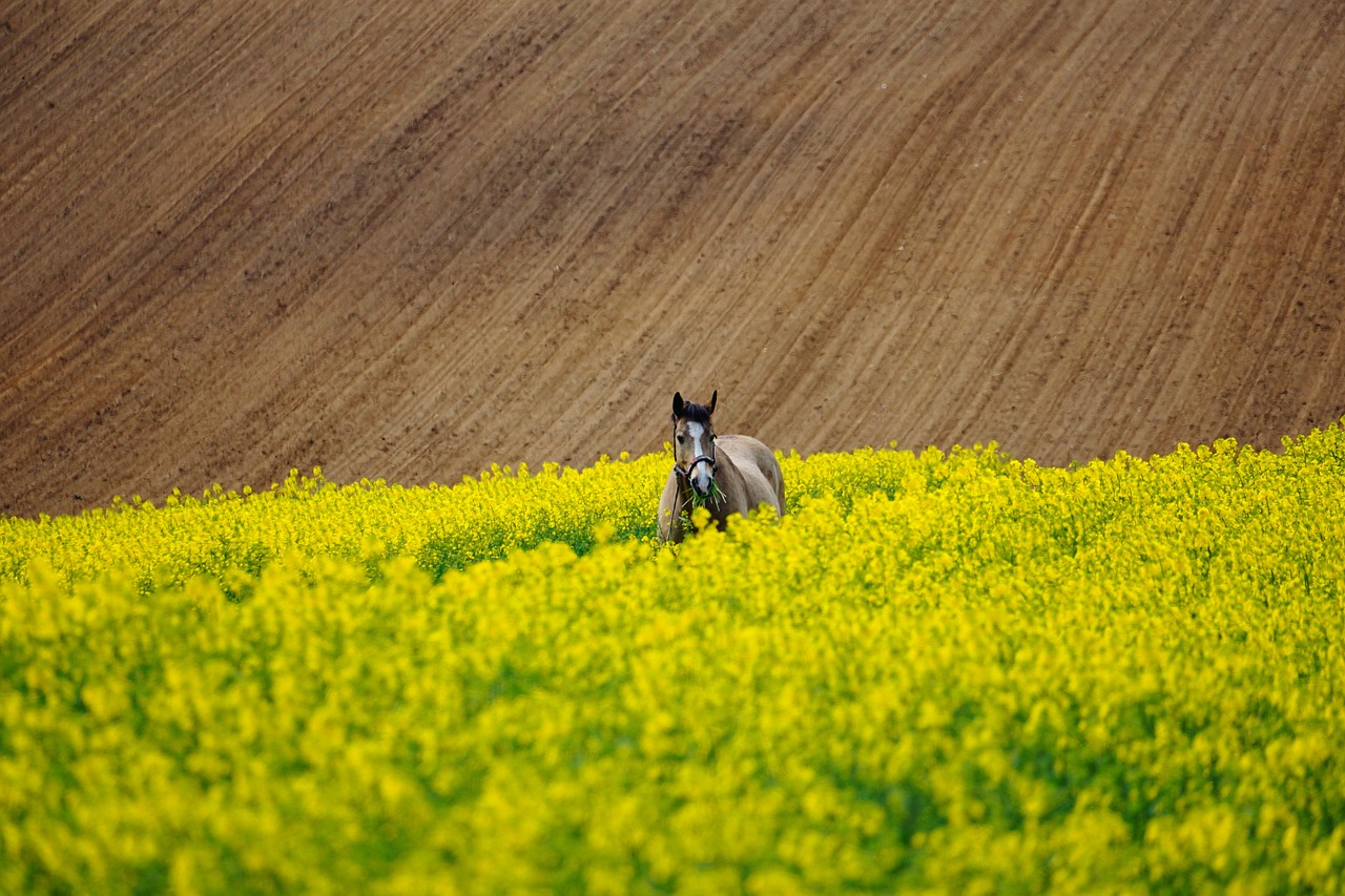 The Most Famous Racehorses in UK’s Recent History